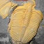 Fossiles .   מאובן ימי